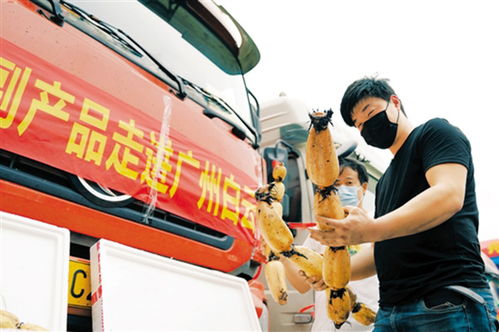 鄂產(chǎn)新鮮果蔬馳援南方市場 近200噸農(nóng)副產(chǎn)品運(yùn)抵廣州